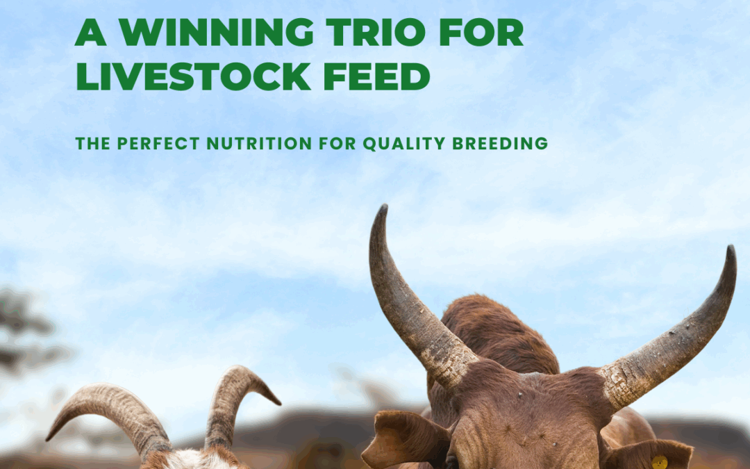 Cottonseed Meal : The protein alternative for optimal animal nutrition